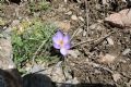 Crocus minimus